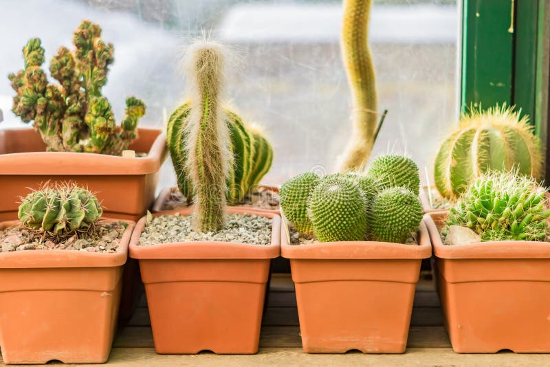 Cactuses in pots stock image. Image of houseplant, pots 68444643