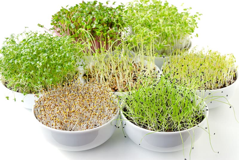 Different sprouts in white bowls