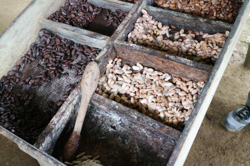 Different Stages of Cocoa Seed in Box in Preparation To Make Chocolate