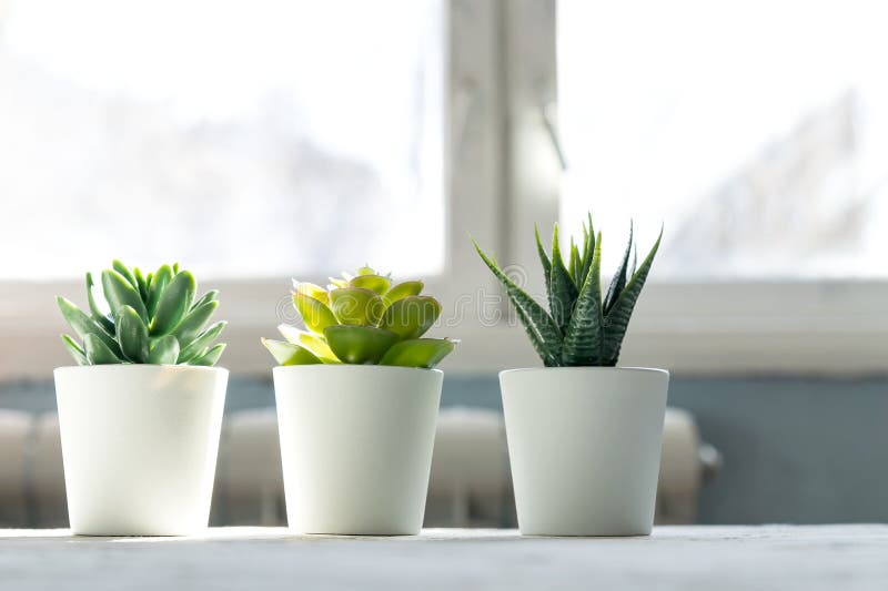 Different Succulents in Small White Pots on the Table. Home Decor
