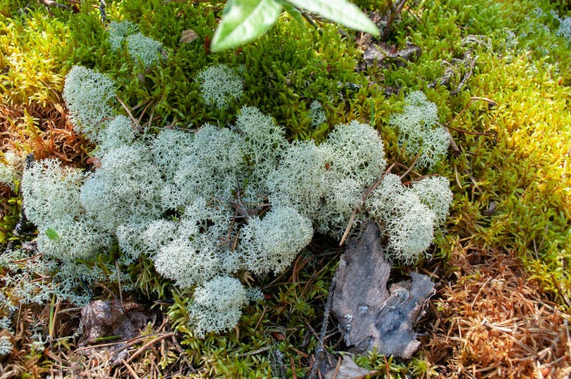 Moss Surrounded by Moss of Many Colors Stock Photo - Image of forest ...