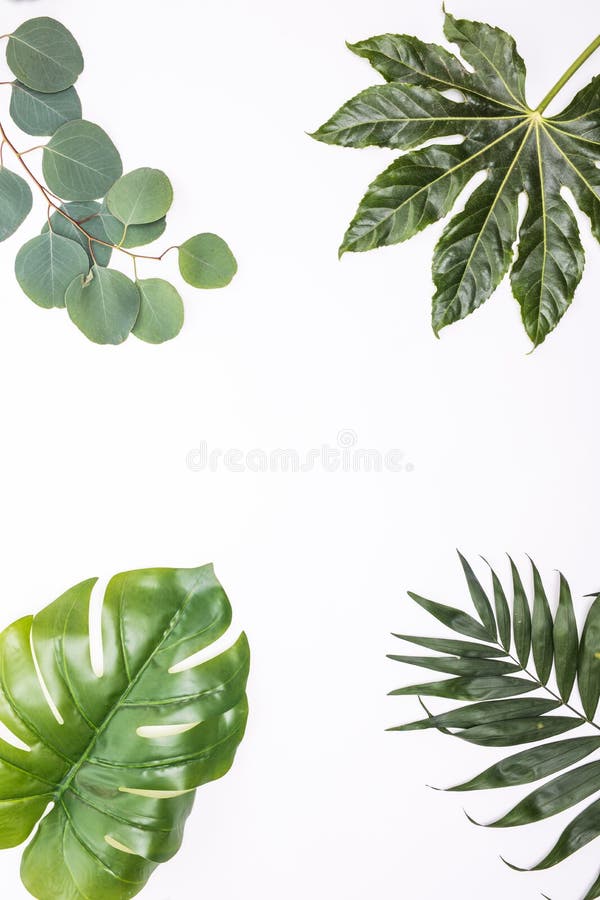 Different tropical leaves on white background