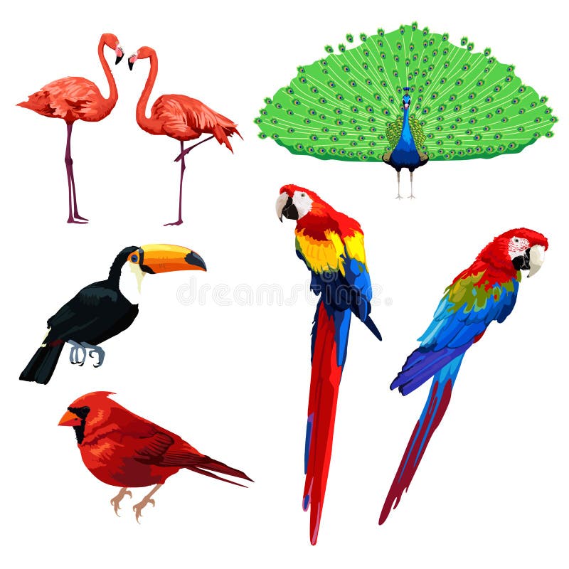 Different Type of Birds vector illustration