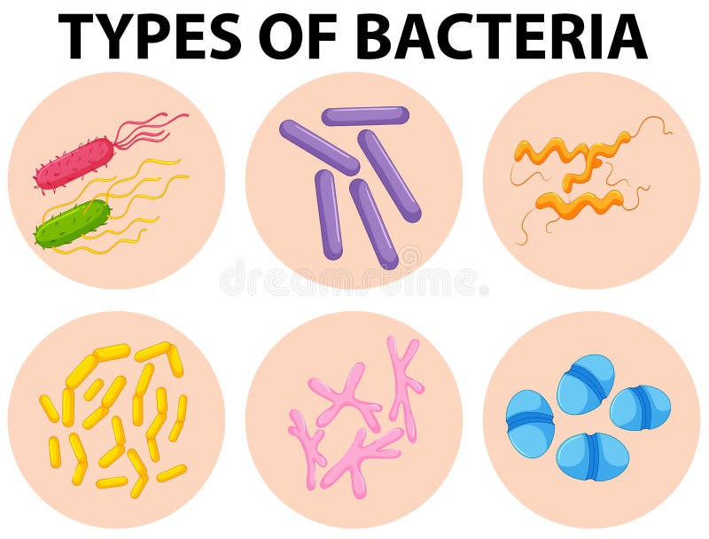 different types of bacteria shapes and info different types of bacteria shapes and info