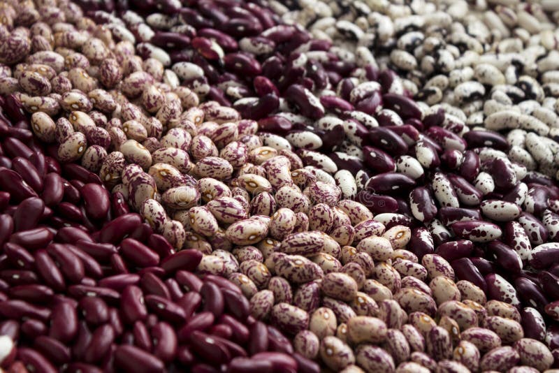 Different Types of Beans Kidney, Variegated Beans, Anasazi