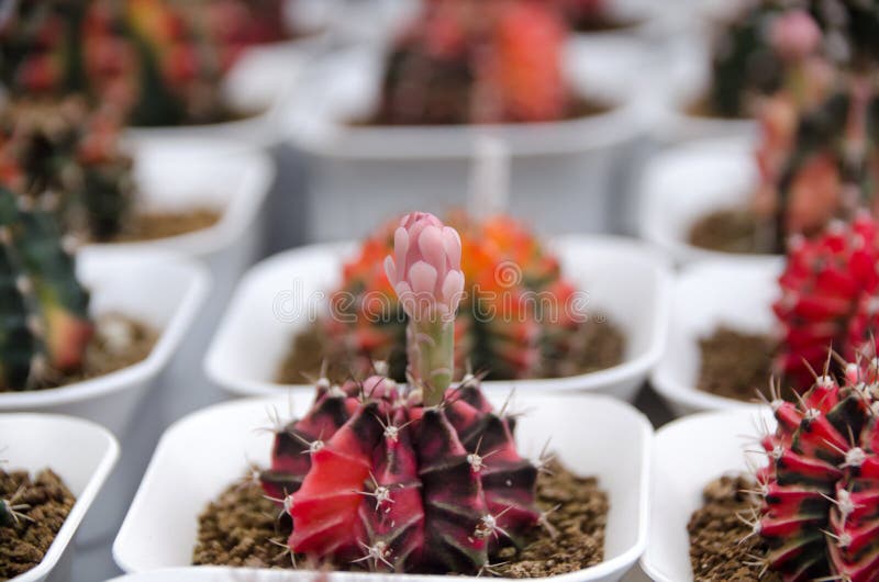 Different Types of Cactuses on a Counter of Shop. Beautiful Blooming Wild  Desert Cactus Flower Stock Photo - Image of floral, fresh: 196874496