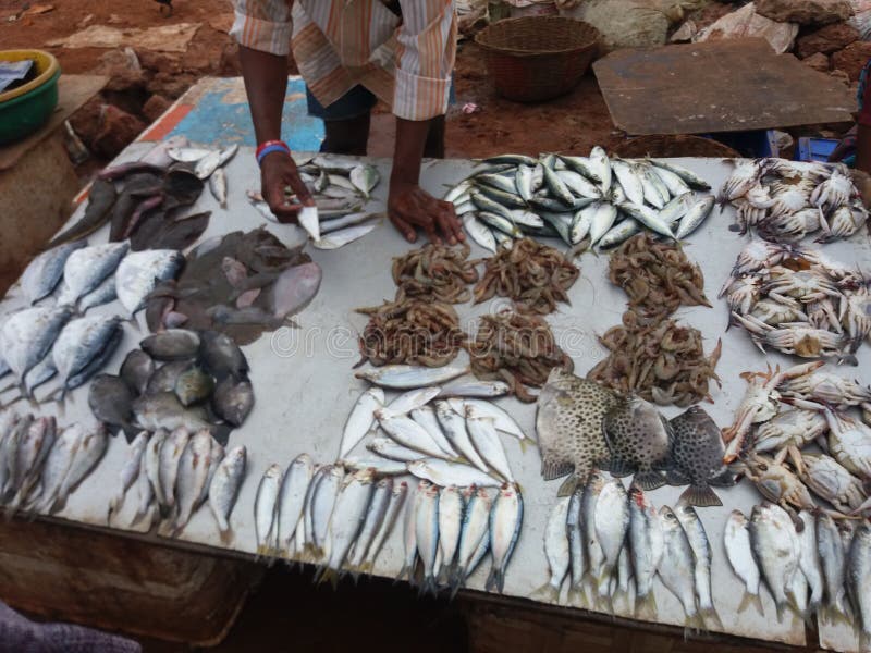 Types of fish stock image. Image of hygiene, dorada, fresh 60159991