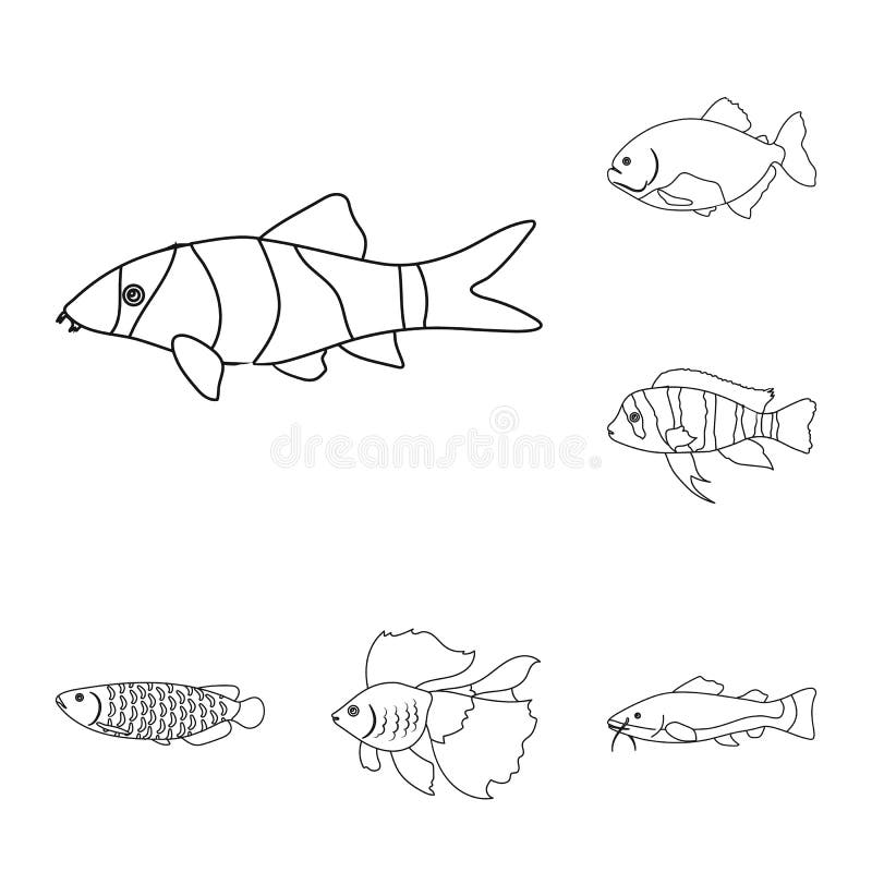 Different Types Of Fish Outline Icons In Set Collection For Design. Marine And Aquarium Fish ...