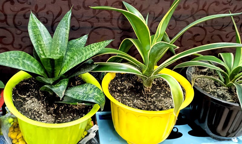Different Types of Flowering Pot with Different Types Plant Growing at