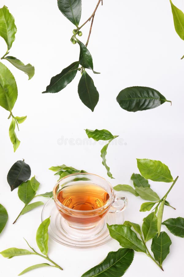 Different Types of Fresh Raw Green Tea Leaf Stock Image Image of