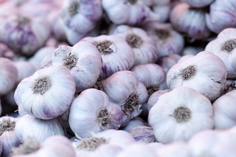 Different Types of Garlic on Food Market Stock Image Image of home
