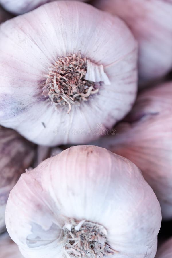 Different Types of Garlic on Food Market Stock Photo Image of home