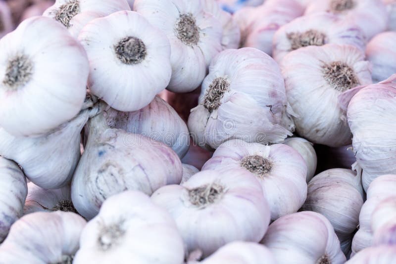 Different Types of Garlic on Food Market Stock Image Image of food