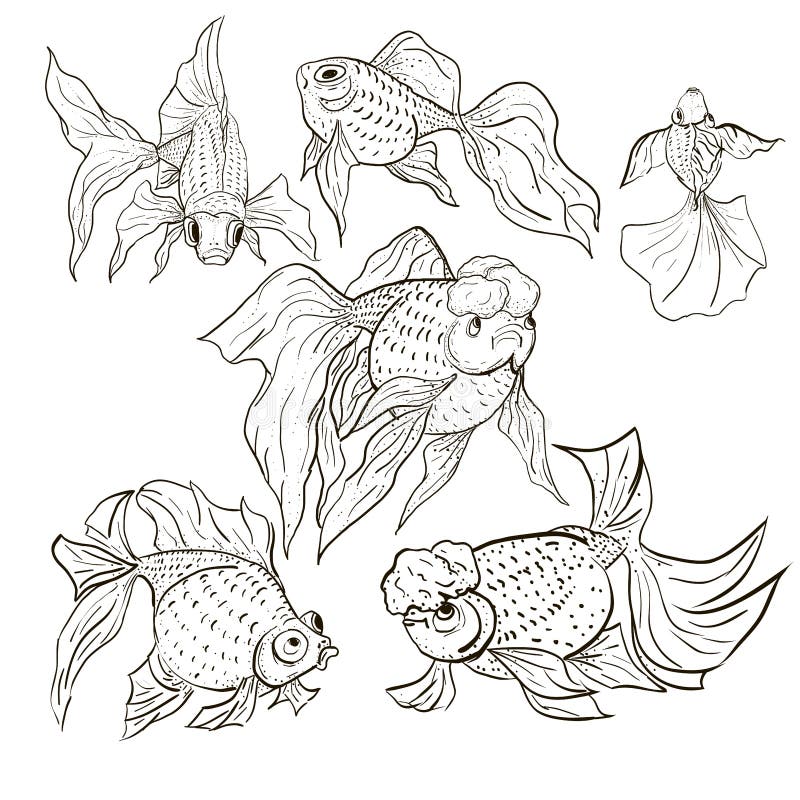 Goldfish Breeds Stock Illustrations – 36 Goldfish Breeds Stock
