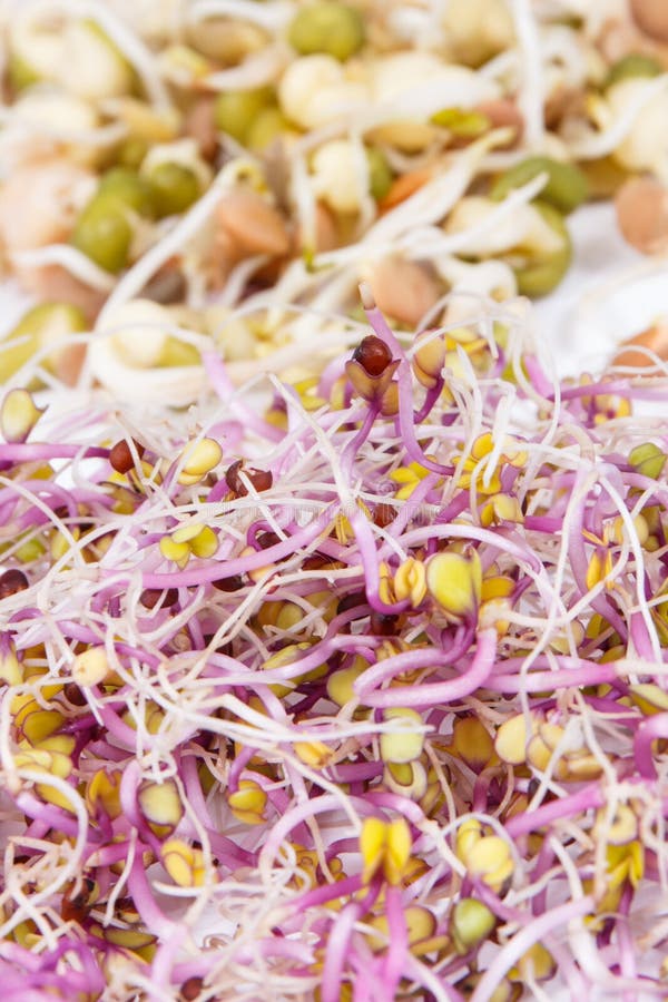 Different Types of Healthy Sprouts Containing Vitamins and Minerals