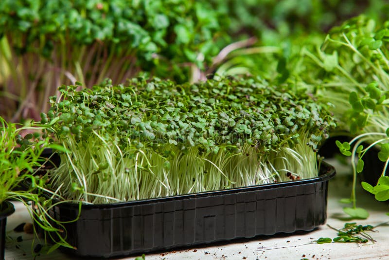 Different Types of Micro Green Dill Sprouts. Growing Seed Germination