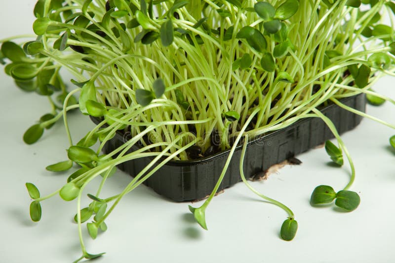 Different Types of Micro Green Dill Sprouts. Growing Seed Germination