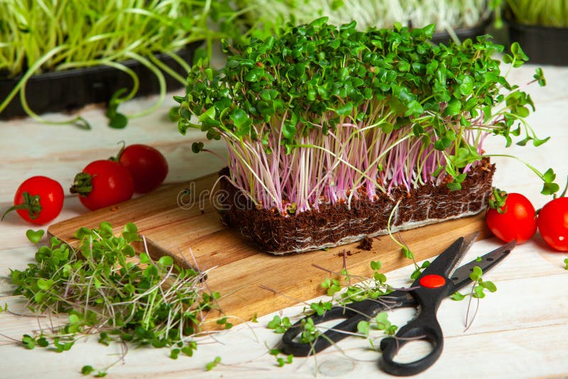 Different Types of Micro Green Dill Sprouts. Growing Seed Germination
