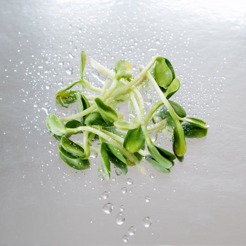 Different types of micro greens in white bowls for sauces on wet silver background. Fresh garden produce organically royalty free stock photo Different types of micro greens in white bowls for sauces on wet silver background. Fresh garden produce organically royalty free stock photo