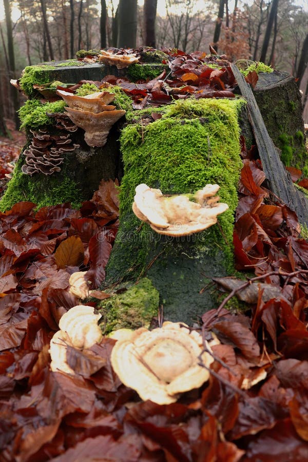 Several types of mushrooms growin on a tree stump surrounded by dead brown leaves in the Palatinate Forest of Germany. Several types of mushrooms growin on a tree stump surrounded by dead brown leaves in the Palatinate Forest of Germany