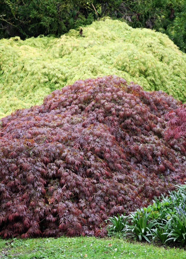 Different types of ornamental maple stock photo
