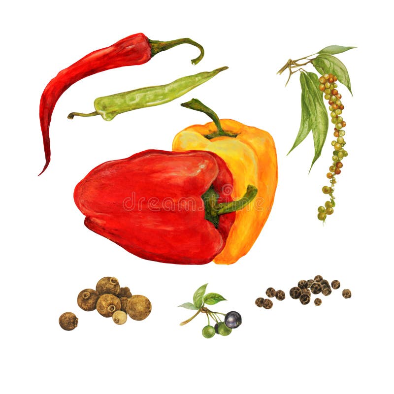 Different types of peppers, set, watercolor illustration royalty free illustration Different types of peppers, set, watercolor illustration royalty free illustration