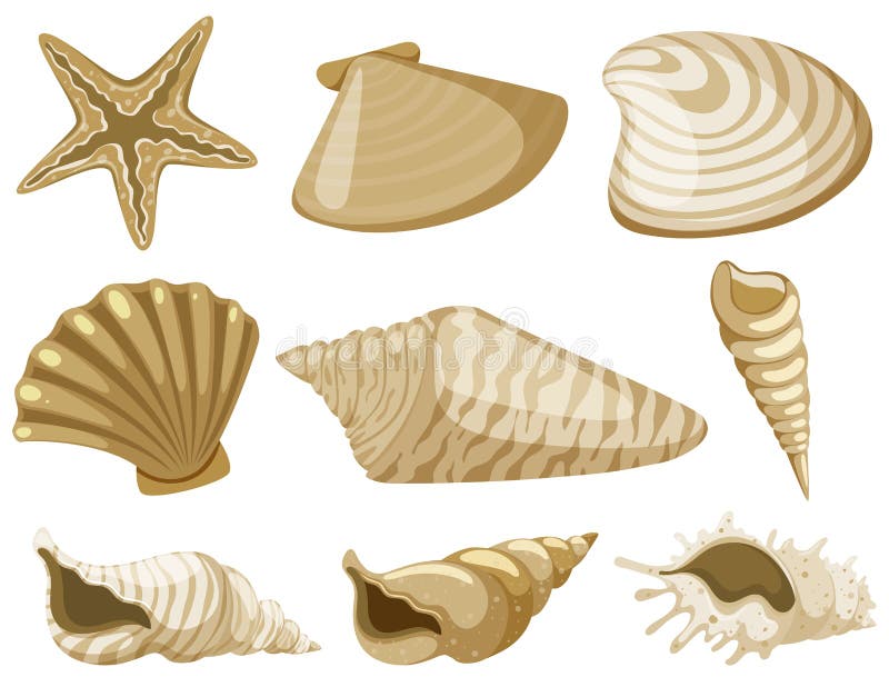 Different Types of Seashells in Brown Color Stock Vector