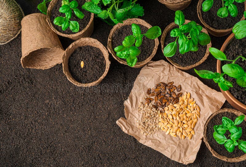 Different Types of Seeds and Seedlings of Basil in Pots on Brown Soil
