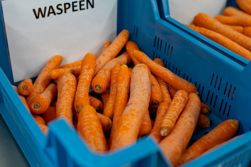 Banana Trees Plantation with Green Fruits and Flower on La Palma