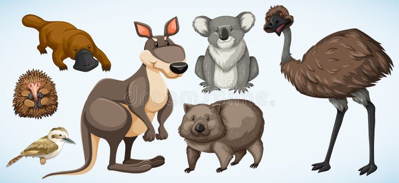 Different types of wild animals in Australia