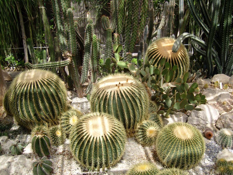 35,147 Prickly Cacti Stock Photos - Free & Royalty-Free Stock Photos from Dreamstime