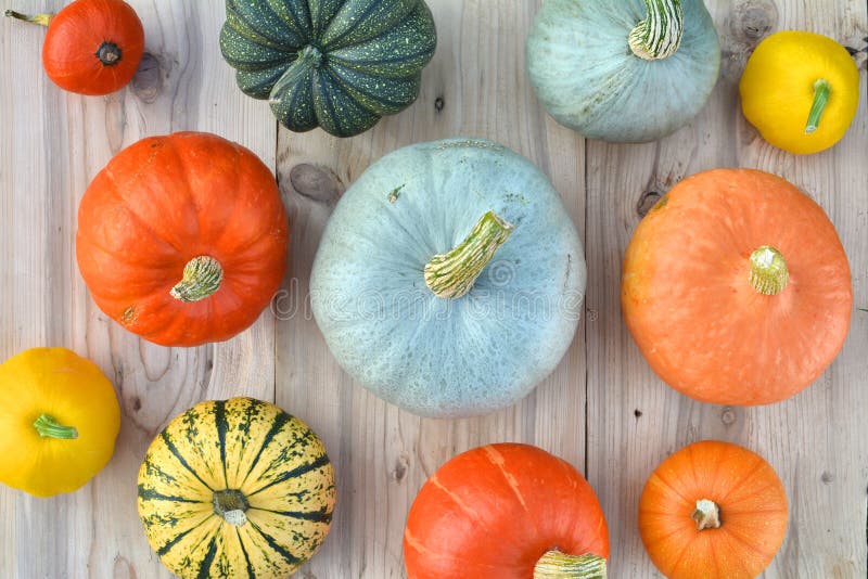 Different Varieties of Pumpkins and Squashes Stock Photo Image of