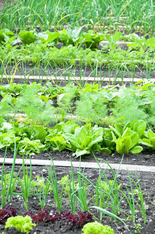 Different Vegetables on a Vegetable Garden Ground Stock Image Image
