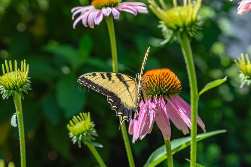 A different view of Eastern tiger swallowtail butterfly in a field of Echinacea Coneflowers royalty free stock photo A different view of Eastern tiger swallowtail butterfly in a field of Echinacea Coneflowers royalty free stock photo