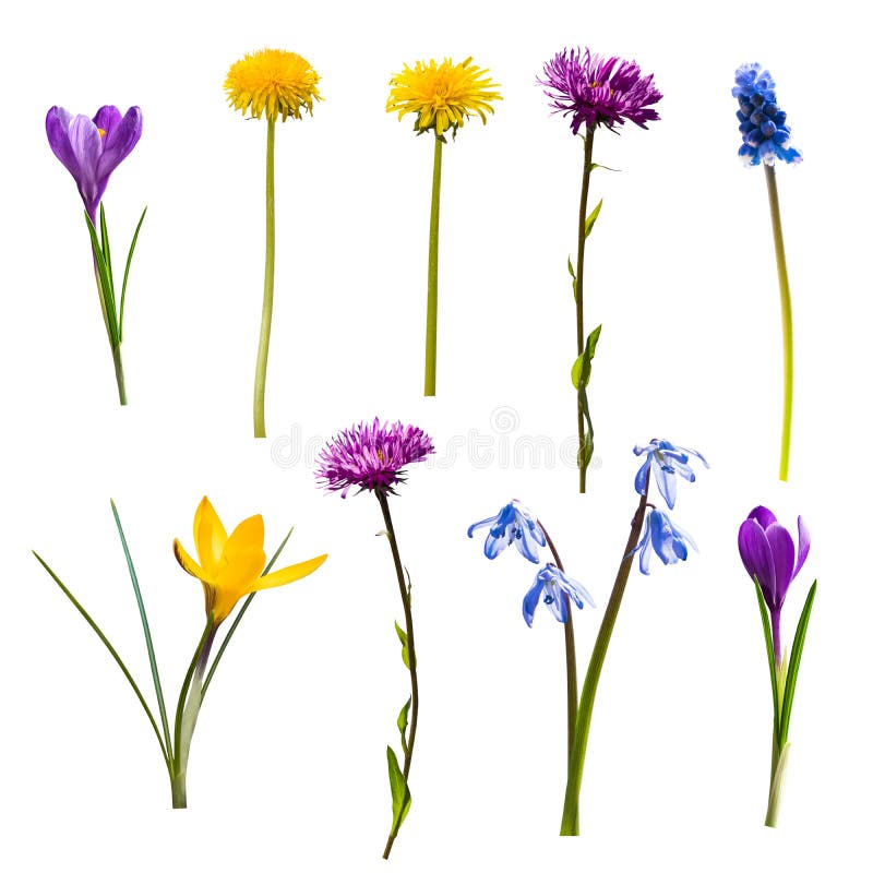 Different wild flowers isolated