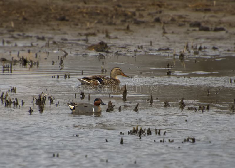 Différence De Taille Teal À ailes Vertes Et Canard À Majard photographie stock libre de droits