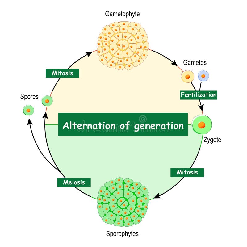 Différence entre les gametophytes et les sporophytes illustration libre de droits