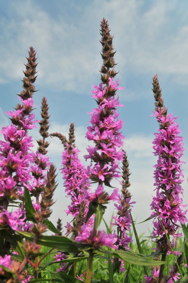 Purple Loose Strife in front of a blue sky. Purple Loose Strife in front of a blue sky