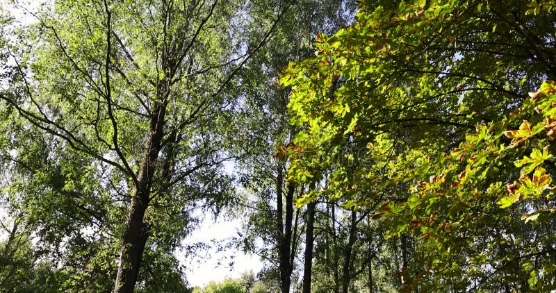 Différents types d'arbres à feuilles caduques dans le parc à la fin clips vidéos