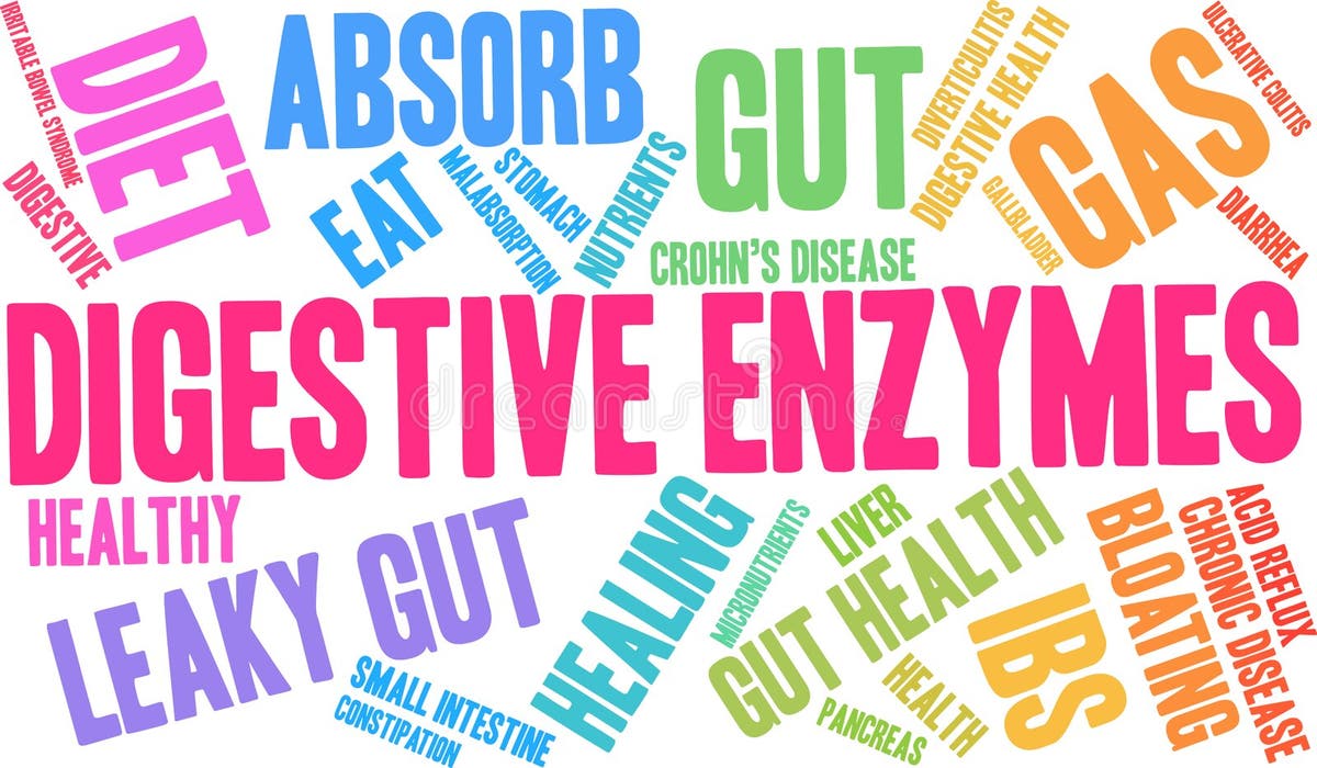 Small Intestine Enzymes Stock Illustrations 237 Small Intestine