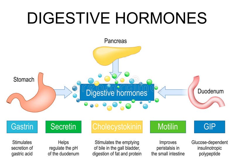 Motilin hormone stock illustration. Illustration of pancreas - 288523957