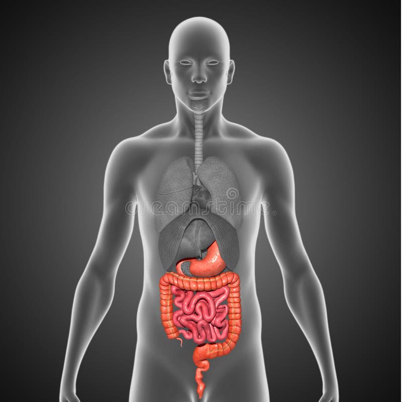 Digestive system vector illustration