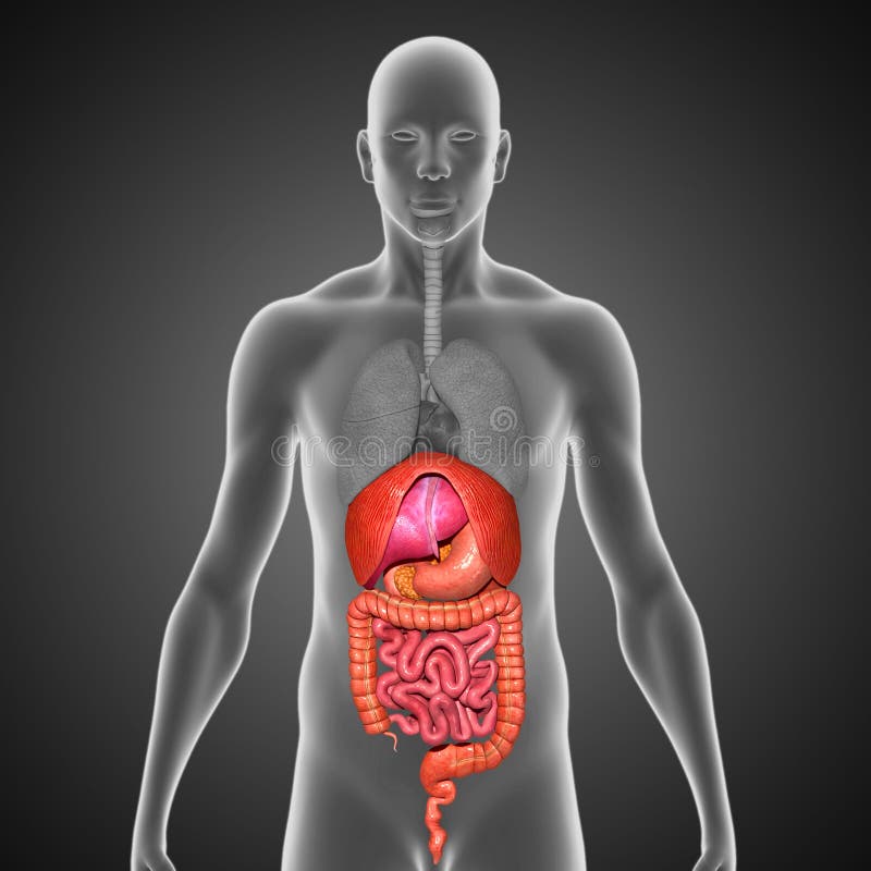 Digestive system