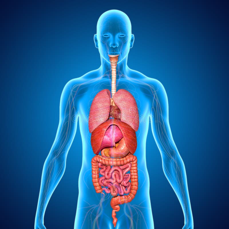 Digestive system stock illustration. Illustration of duodenum - 42136895