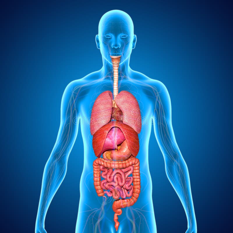 Digestive system