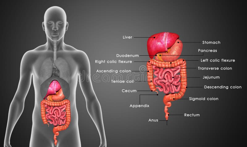 Nel sistema digestivo umano, il processo di digestione ha molte fasi, la prima delle quali in inizia in bocca (cavità orale).