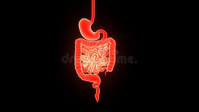 Digestive system