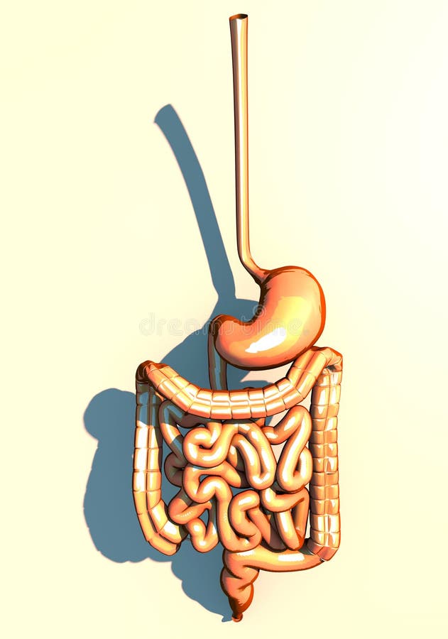 Пищевод кишечник. Пищеварительная система кишечник. Пищевод желудок кишечник. Пищеварение в кишечнике 3д.