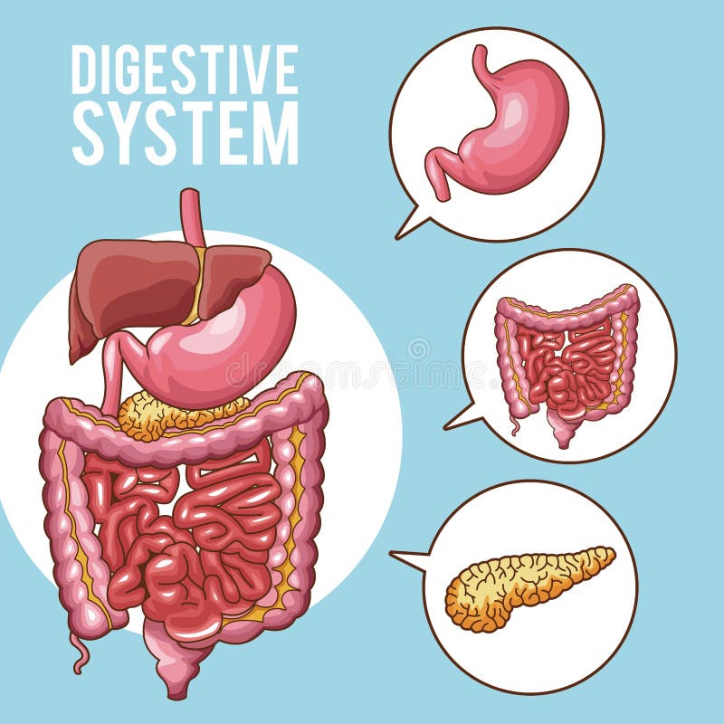 Digestive system poster stock vector. Illustration of science - 121620682