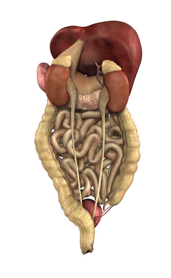 Internal Organs From Behind Stock Illustration - Illustration of tract